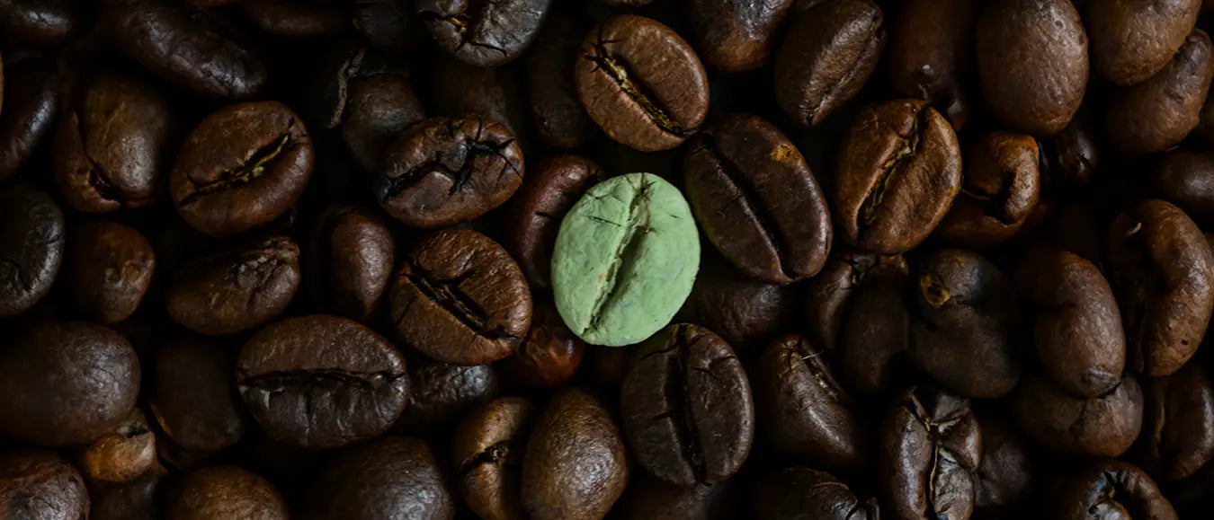 Eine grüne Bohne Rohkaffee zwischen lauter braunen gerösteten Kaffeebohnen der Kaffeerösterei Martermühle