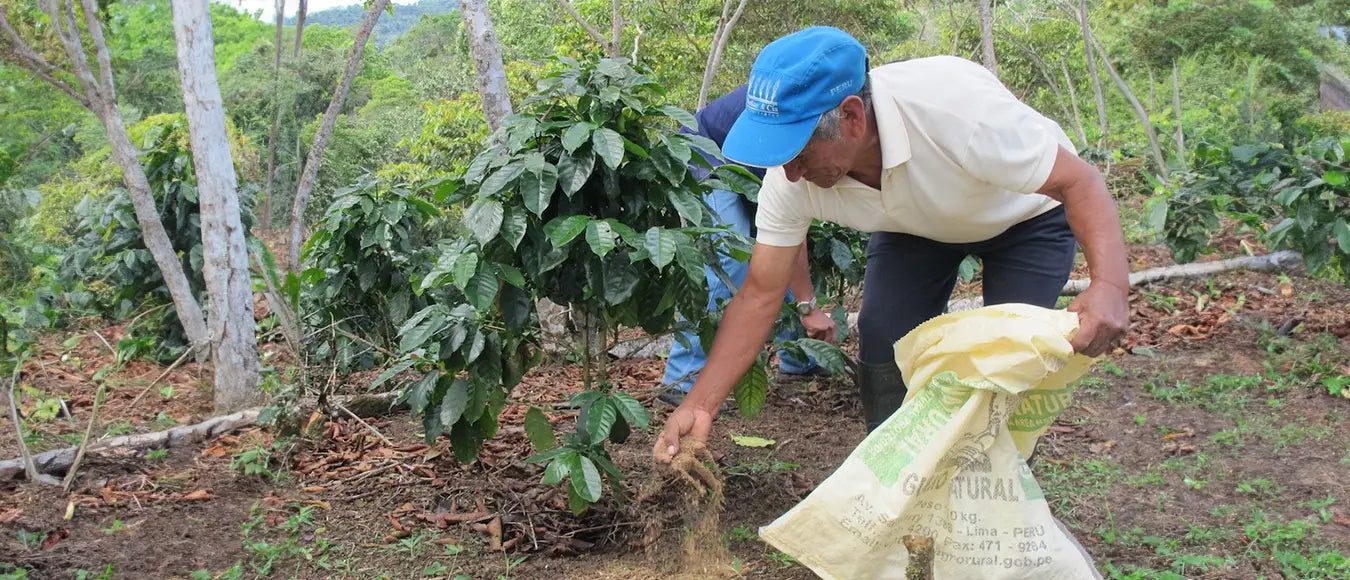 Ein Kaffeebauer bei der Ernte von Rohkaffee