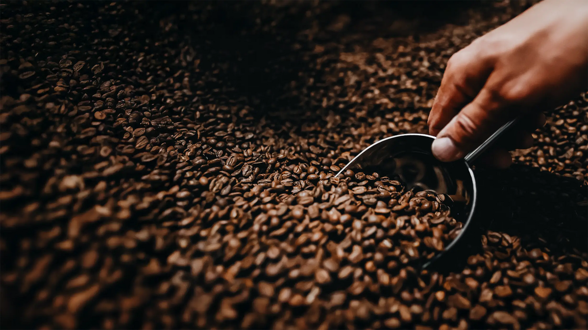 Was ist der Unterschied zwischen Arabica und Robusta?