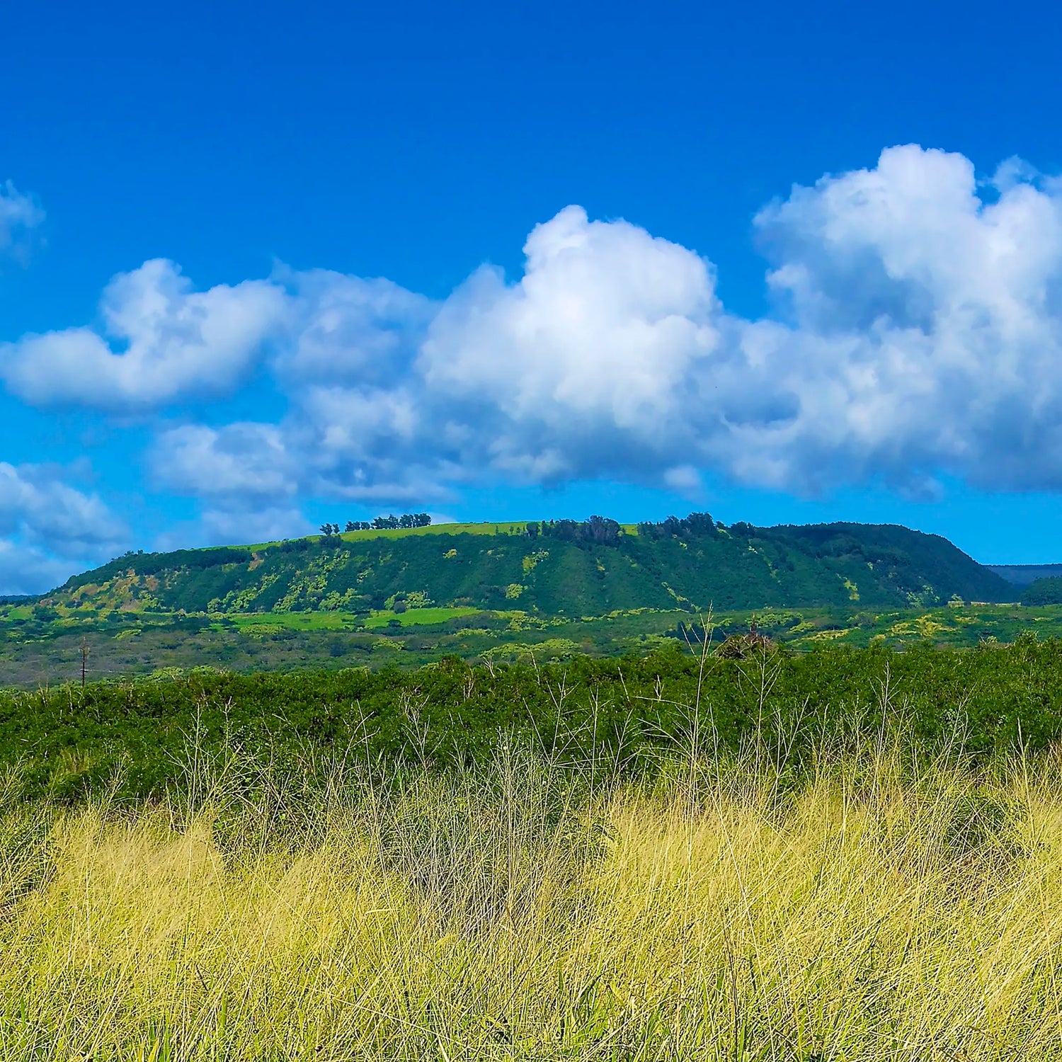 Pacific Gold Signature Roast