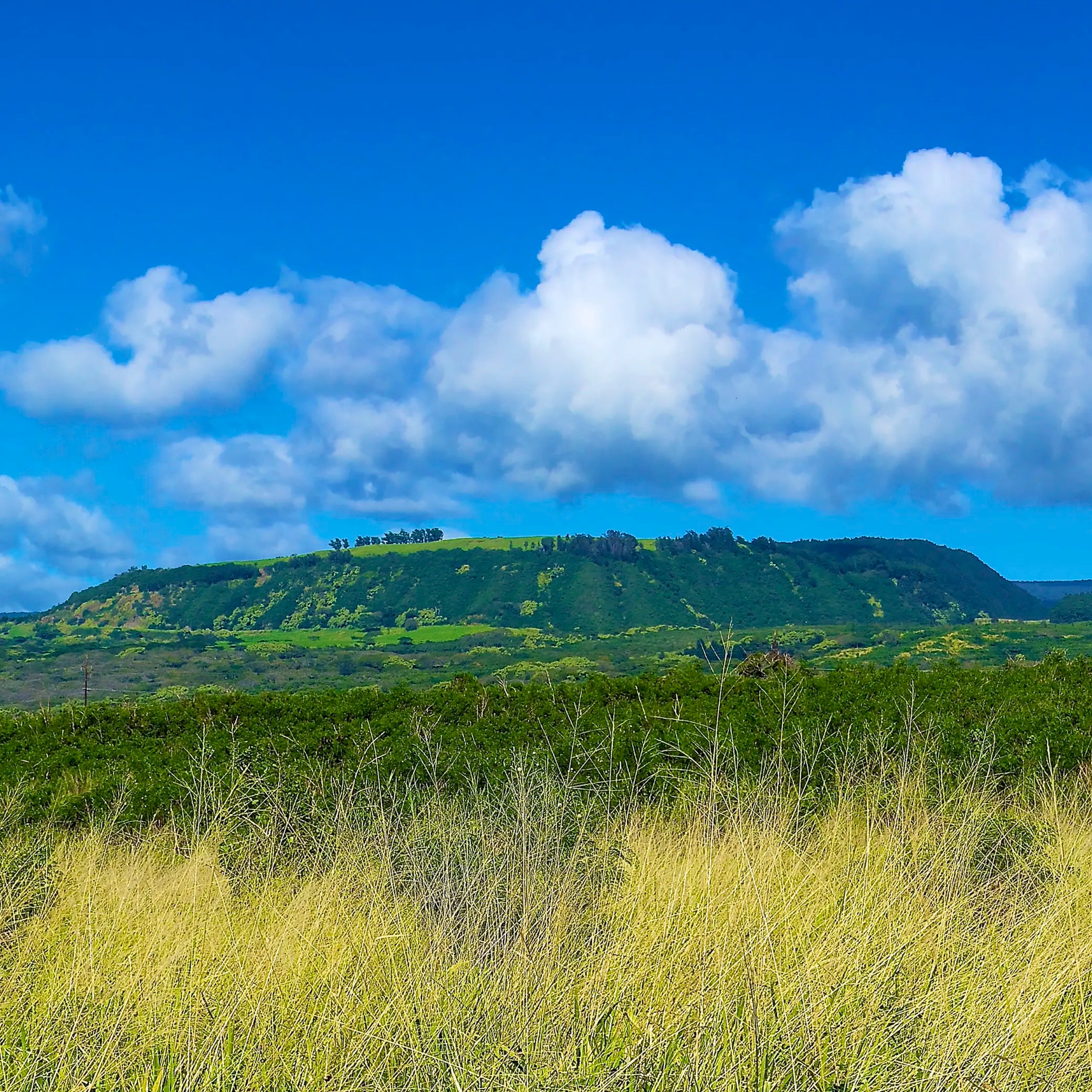 Pacific Gold Signature Roast