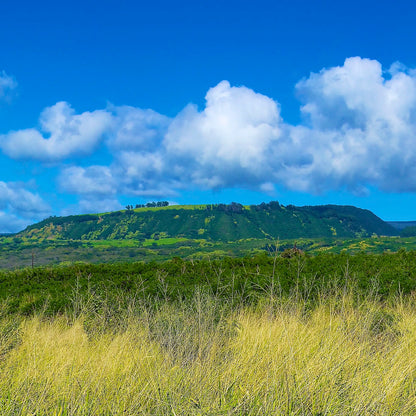 Pacific Gold Signature Roast