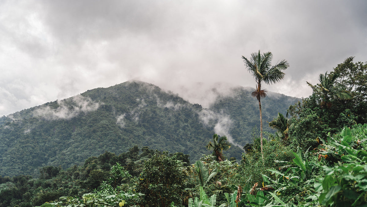Jamaica Blue Mountain